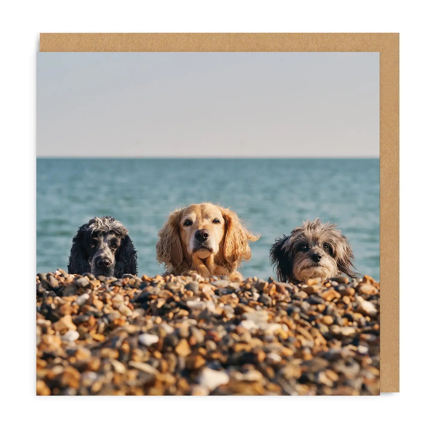 Beach Dogs card
